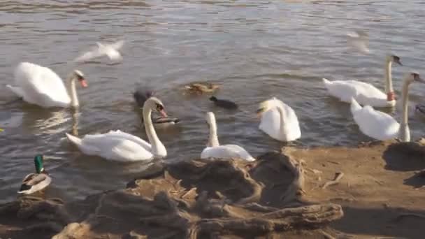 Parc Ville Cygnes Blancs Nagent Dans Une Rivière Cygnes Sur — Video