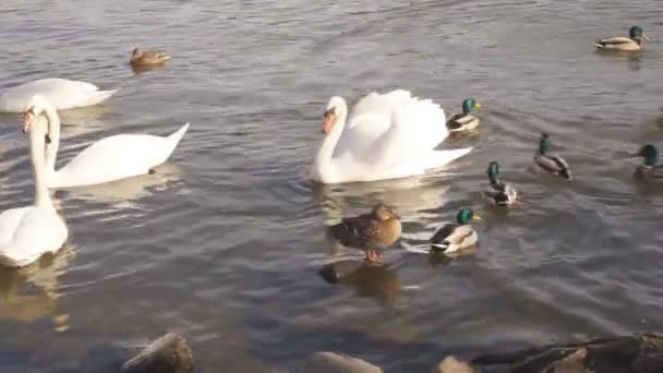 Stadtpark Weiße Schwäne Schwimmen Einem Fluss Schwäne Auf Der Moldau — Stockvideo