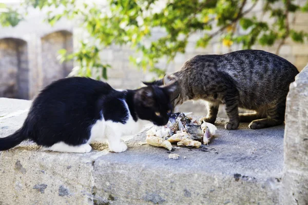 Dos gatos están comiendo de un tazón en el parque . —  Fotos de Stock