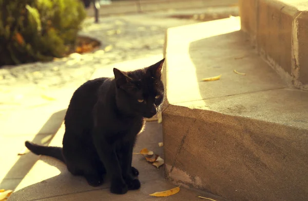 Gato negro cerca de escaleras verdes —  Fotos de Stock