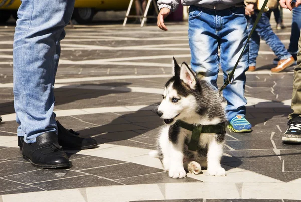 Husky puppy with black and white fur. toned — 스톡 사진