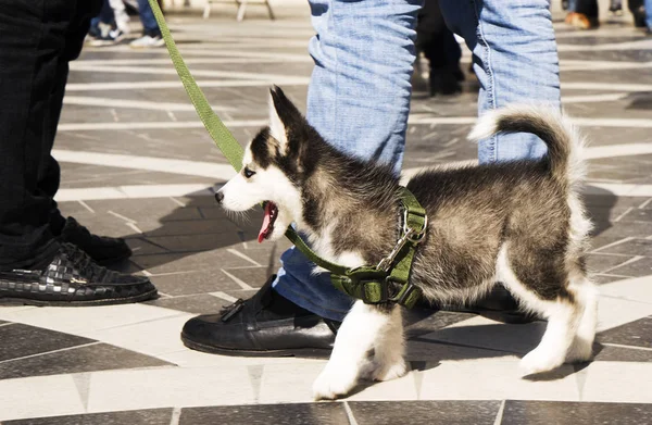 Husky puppy with black and white fur. toned — 스톡 사진