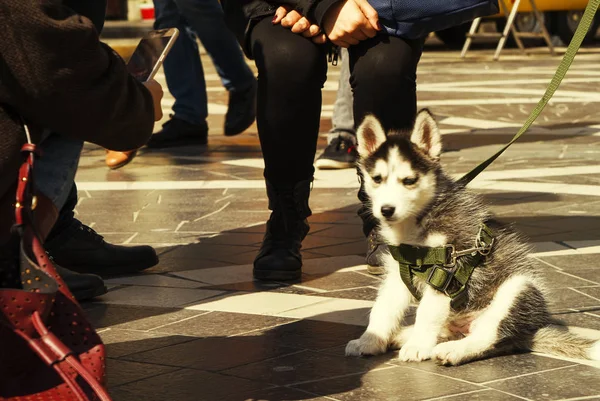Cachorro Husky con piel blanca y negra. tonificado —  Fotos de Stock