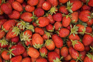 Pazar tezgahında satılık kırmızı olgun çilekler..