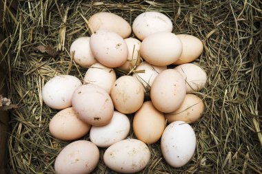 tavuk, kaz, ördek yumurta yalan samanların üzerine.