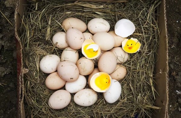 chicken, goose, duck eggs, chickens lie on the hay, chikens coming out of a brown eggs.