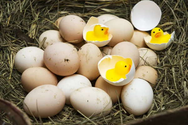 Курица, гусь, утиные яйца, цыплята лежат на сене, цыплята выходят из коричневых яиц . — стоковое фото