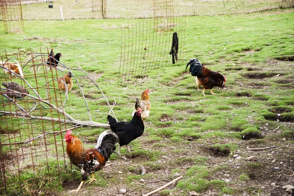 Pollos coloridos y gallos de diferentes razas en el patio, aves de corral . — Foto de Stock