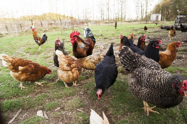 Renkli tavuklar ve farklı türlerden horozlar bahçede, kümes hayvanlarında. — Stok fotoğraf