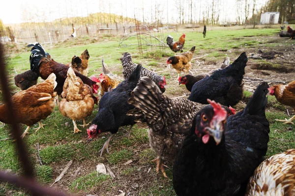 Galinhas coloridas e galos de raças diferentes no quintal, aves de capoeira . — Fotografia de Stock