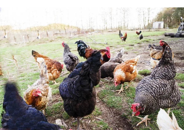 Galinhas coloridas e galos de raças diferentes no quintal, aves de capoeira . — Fotografia de Stock