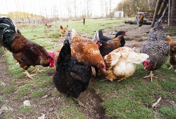 Renkli tavuklar ve farklı türlerden horozlar bahçede, kümes hayvanlarında. — Stok fotoğraf