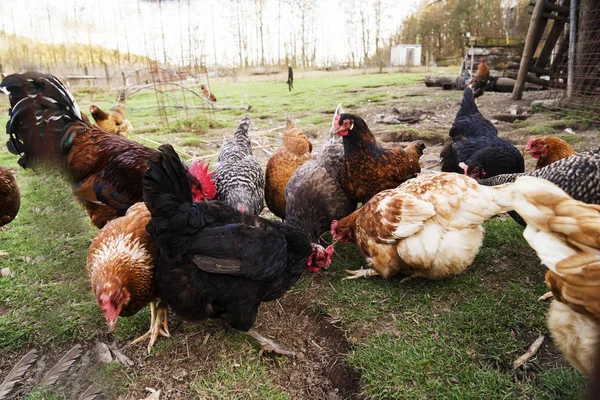 Galinhas coloridas e galos de raças diferentes no quintal, aves de capoeira . — Fotografia de Stock