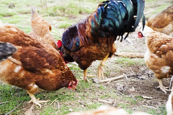 Renkli tavuklar ve farklı türlerden horozlar bahçede, kümes hayvanlarında. — Stok fotoğraf