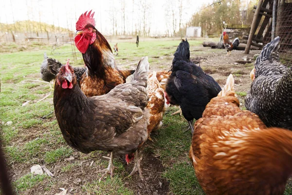 Renkli tavuklar ve farklı türlerden horozlar bahçede, kümes hayvanlarında. — Stok fotoğraf
