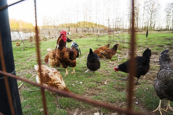 Färgglada kycklingar och tuppar av olika raser på gården, fjäderfä. — Stockfoto