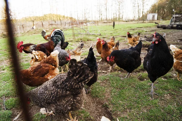 Ayam berwarna dan ayam jantan dari ras yang berbeda di halaman, unggas  . Stok Gambar Bebas Royalti