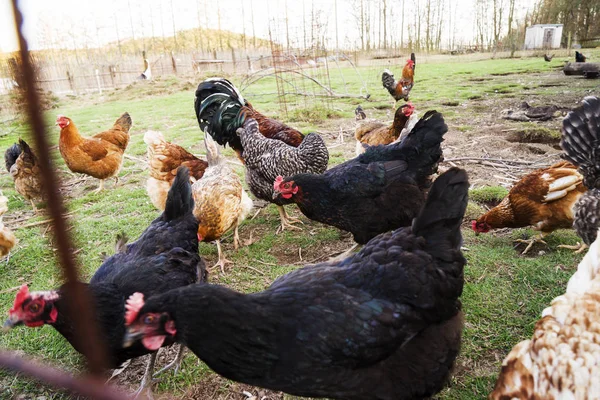 Ayam berwarna dan ayam jantan dari ras yang berbeda di halaman, unggas  . Stok Lukisan  