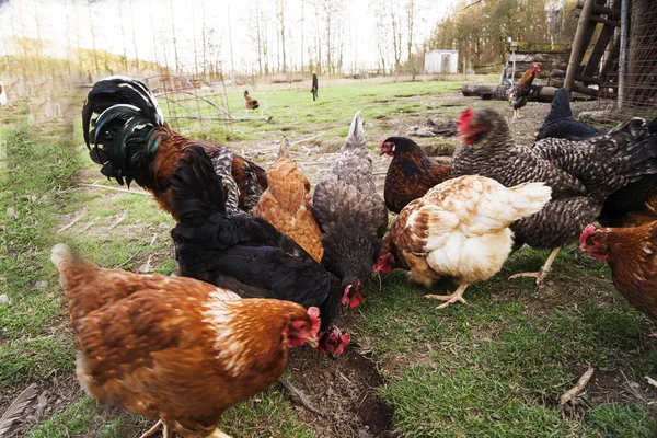 Ayam berwarna dan ayam jantan dari ras yang berbeda di halaman, unggas  . Stok Lukisan  