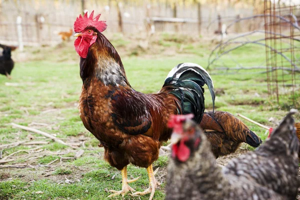 Ayam berwarna dan ayam jantan dari ras yang berbeda di halaman, unggas  . Stok Gambar Bebas Royalti