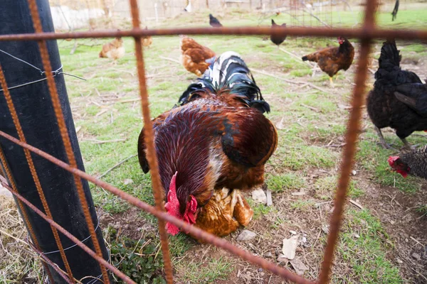 Ayam berwarna dan ayam jantan dari ras yang berbeda di halaman, unggas  . Stok Lukisan  