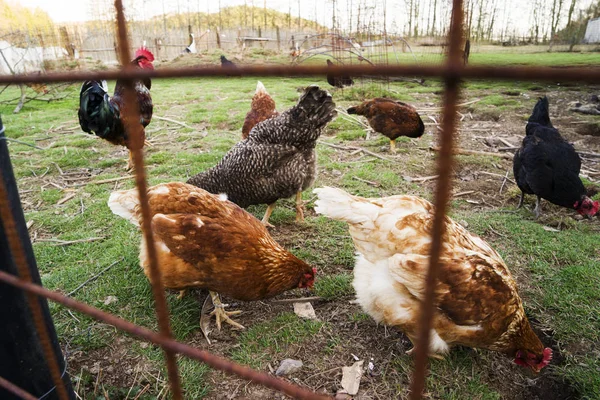 Ayam berwarna dan ayam jantan dari ras yang berbeda di halaman, unggas  . Stok Foto Bebas Royalti