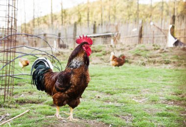 Rustik yarda horoz - kümes hayvanları ile renkli bir kuş tüyü.