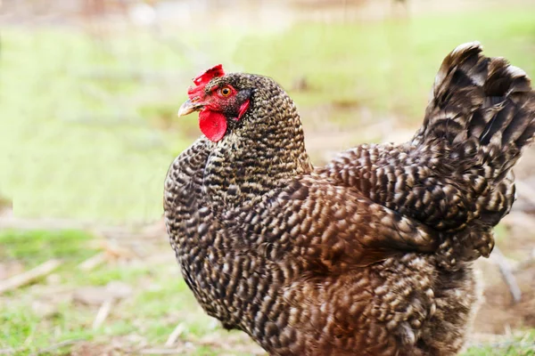 Galinhas, galinhas ao ar livre, quintal da fazenda, campo, aves domésticas . — Fotografia de Stock