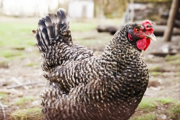Galinhas, galinhas ao ar livre, quintal da fazenda, campo, aves domésticas . — Fotografia de Stock