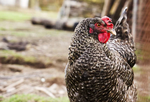 Tavuklar, tavuklar, çiftlik bahçesi, tarla, kümes hayvanları.. — Stok fotoğraf