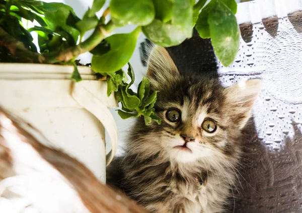 Un lindo gatito gris sentado en el patio . —  Fotos de Stock