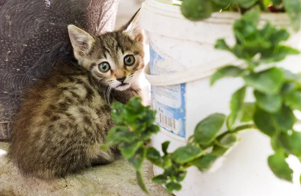 Um gatinho cinzento muito pequeno sentado no quintal . — Fotografia de Stock