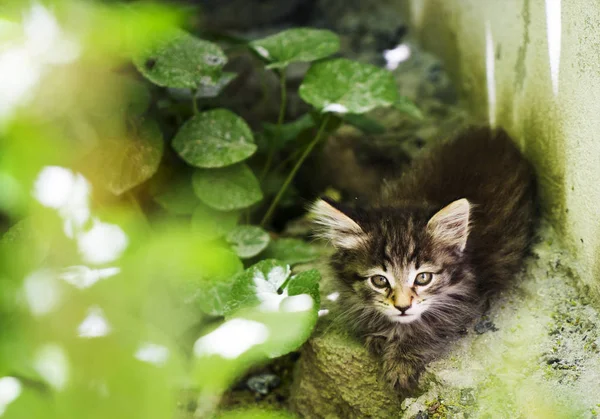 Un lindo gatito gris sentado en el patio . —  Fotos de Stock