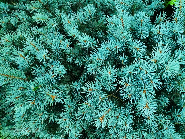 Närbild av gröna jul blad av Thuja träd på vit bakgrund. Thuja Twig, Thuja occidentalis, Platycladus orientalis, kinesiska Thuja. Vintergröna växt. — Stockfoto