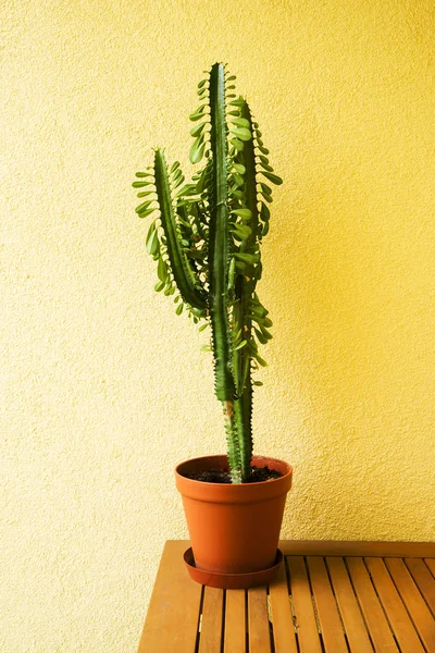 Cacto em panela marrom vale a pena na mesa têm parede amarela . — Fotografia de Stock