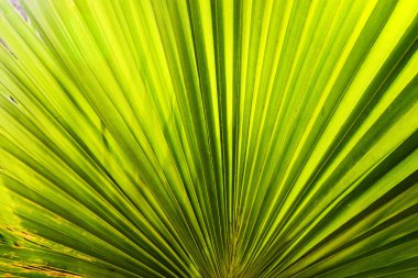 Yayılan bir yaprak yeşil parlayan güneş. Doğal arka plan dokusu