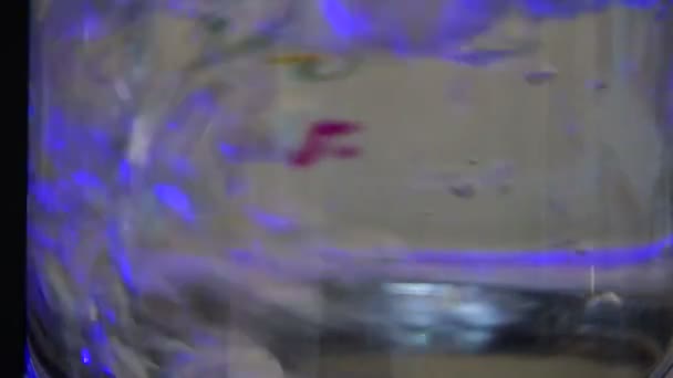 물을 끓이기 위한 전기 케틀 에서 투명 한 전기 주전자가 끓을 준비를 하고 있다. — 비디오