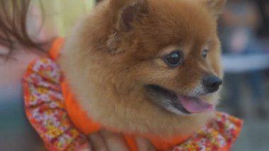 Pomeranya tükürüğü. Süslü köpek cinsi.