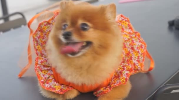 Spitz alla pomerania. Razza di cane decorativa — Video Stock