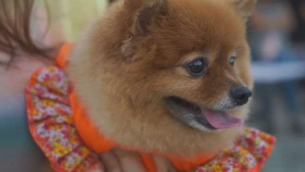 Spitz da Pomerânia. raça cão decorativo — Vídeo de Stock