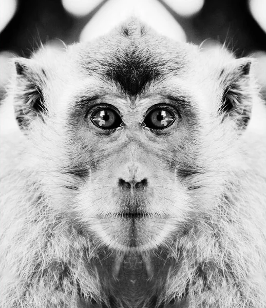 Ein Wunderschönes Schwarz Weiß Porträt Eines Affen Aus Nächster Nähe — Stockfoto