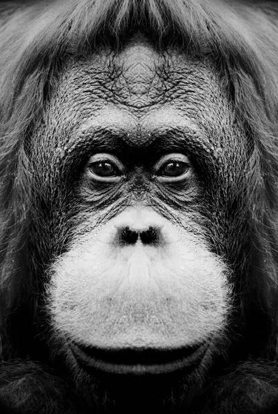 Beau Portrait Noir Blanc Singe Bout Portant Qui Regarde Caméra — Photo