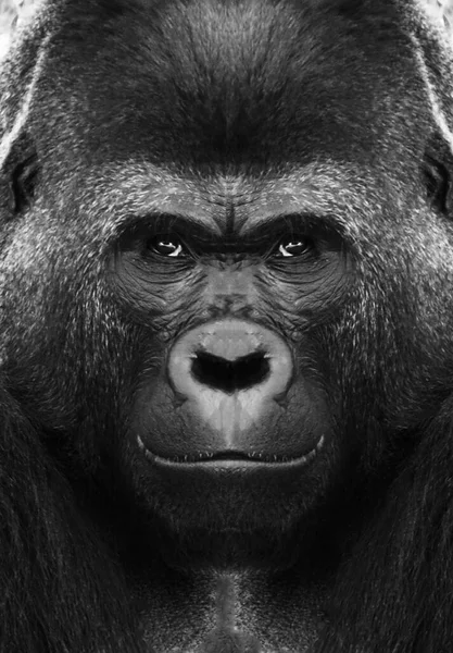 카메라를 가까이 원숭이의 아름다운 초상화입니다 고릴라 — 스톡 사진