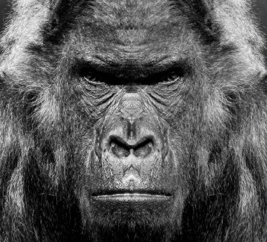 A beautiful black and white portrait of a monkey at close range that looks at the camera. Gorilla. clipart