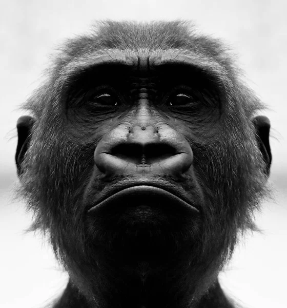 Piękny Czarno Biały Portret Małpy Bliskiej Odległości Która Patrzy Kamerę — Zdjęcie stockowe