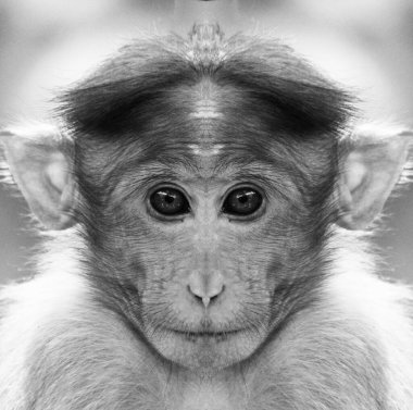 Kameraya yakından bakan bir maymunun güzel siyah beyaz portresi. Macaca