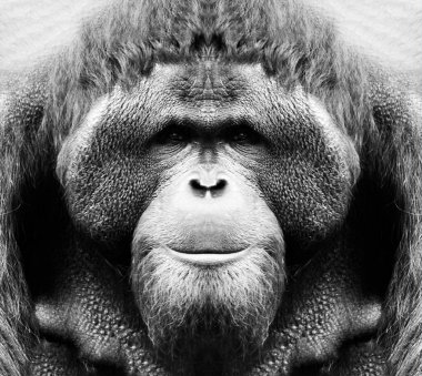 Kameraya yakından bakan bir maymunun güzel siyah beyaz portresi. Orangutan