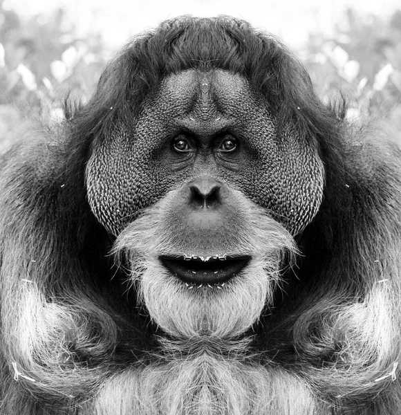 Krásný Černobílý Portrét Opice Zblízka Která Dívá Kamery Orangutan — Stock fotografie