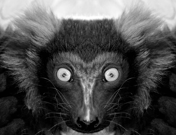 A beautiful black and white portrait of a monkey at close range that looks at the camera. Lemur