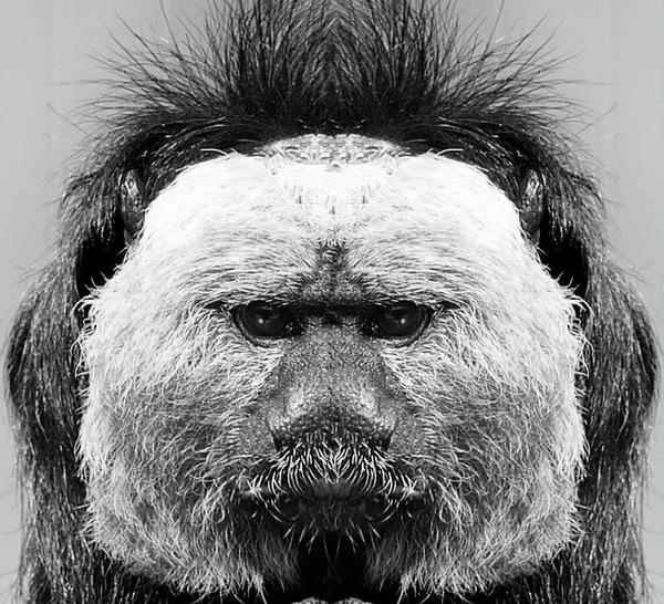 Kameraya Yakından Bakan Bir Maymunun Güzel Siyah Beyaz Portresi Saki — Stok fotoğraf